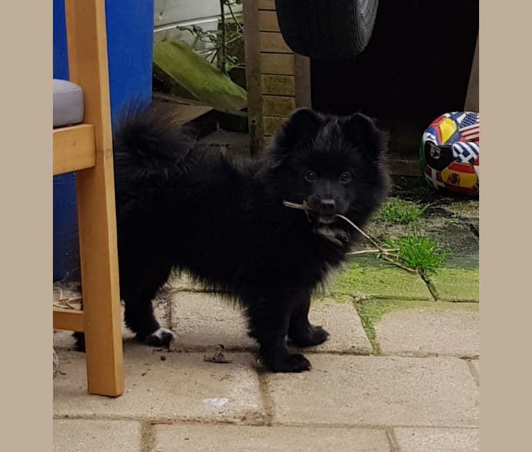 Kira, a Pomeranian and German Spitz mix tested with EmbarkVet.com
