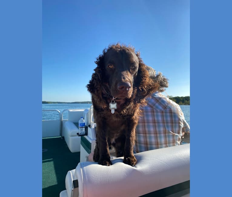 Jesse, an American Water Spaniel tested with EmbarkVet.com