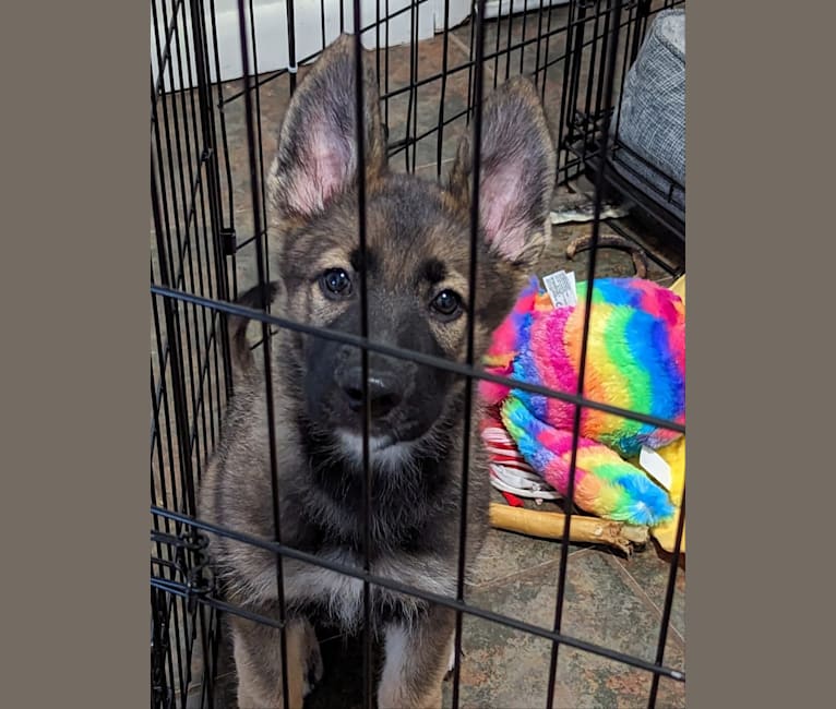 Manfred Von Rexroad, a German Shepherd Dog and American Pit Bull Terrier mix tested with EmbarkVet.com
