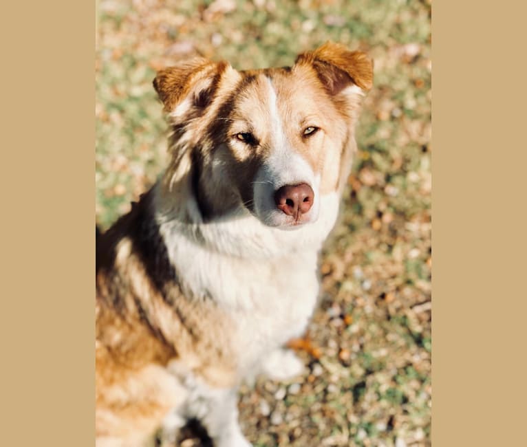 Dakota, an Australian Shepherd and American Pit Bull Terrier mix tested with EmbarkVet.com