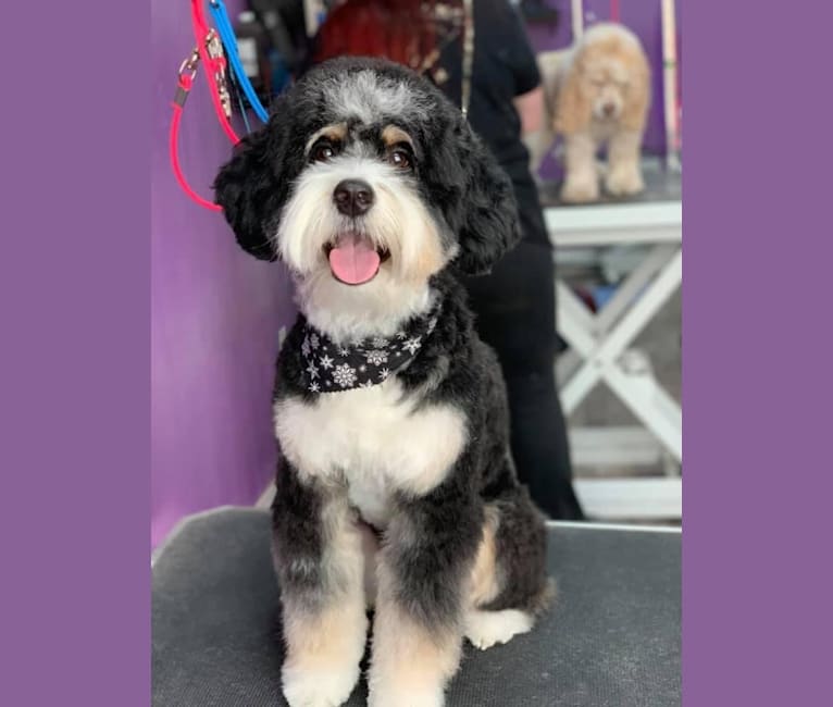 Photo of Drake, a Bernese Mountain Dog and Poodle (Small) mix in Millersburg, OH, USA