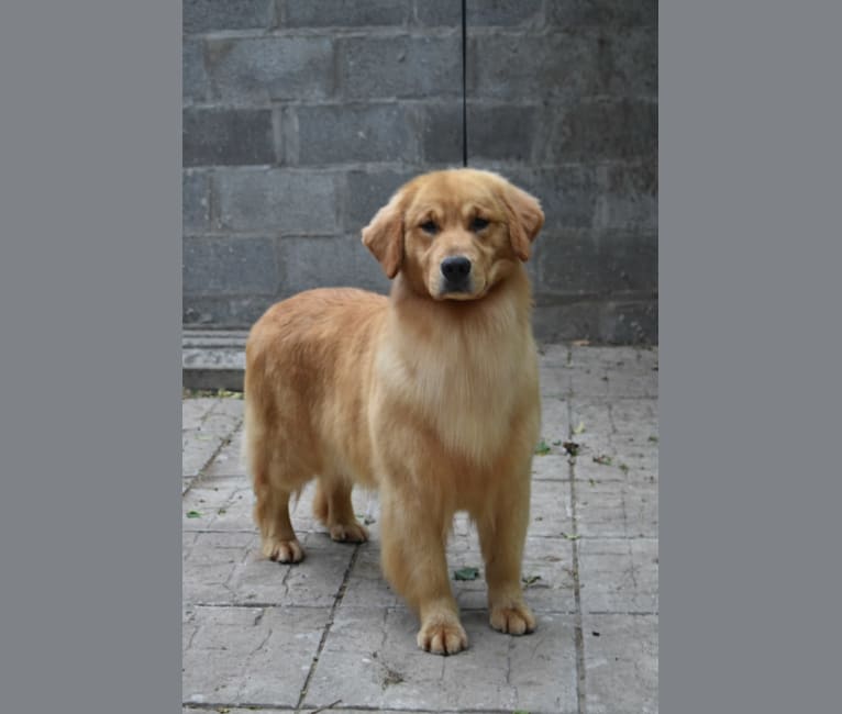 LIBERTY HENNA LISKA, a Golden Retriever tested with EmbarkVet.com