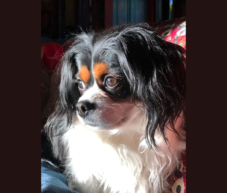Cavalier king charles spaniel pomeranian mix discount