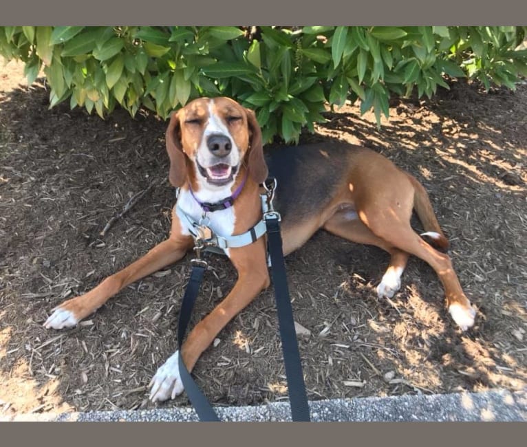 Suki, an American Foxhound tested with EmbarkVet.com