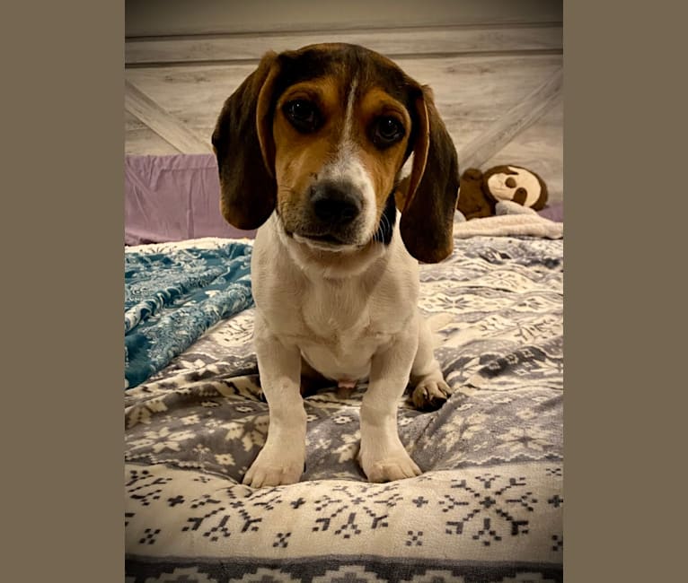 Walker tree hound beagle mix shop