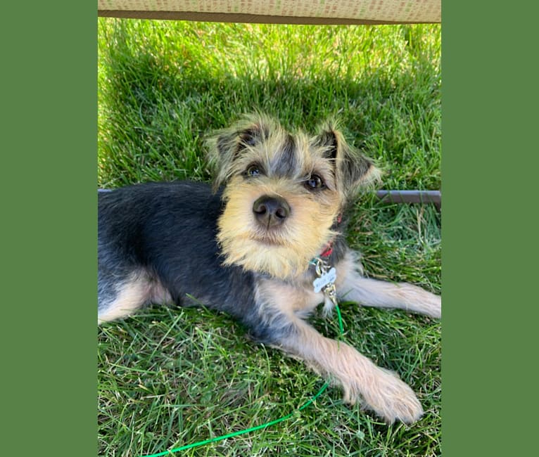 Yorkshire terrier miniature schnauzer mix store