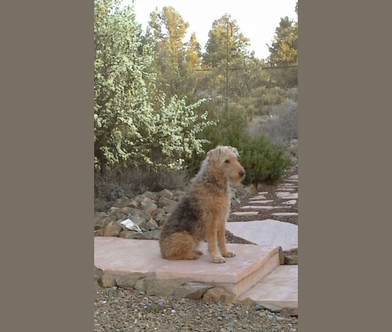 Maxi, an Airedale Terrier tested with EmbarkVet.com