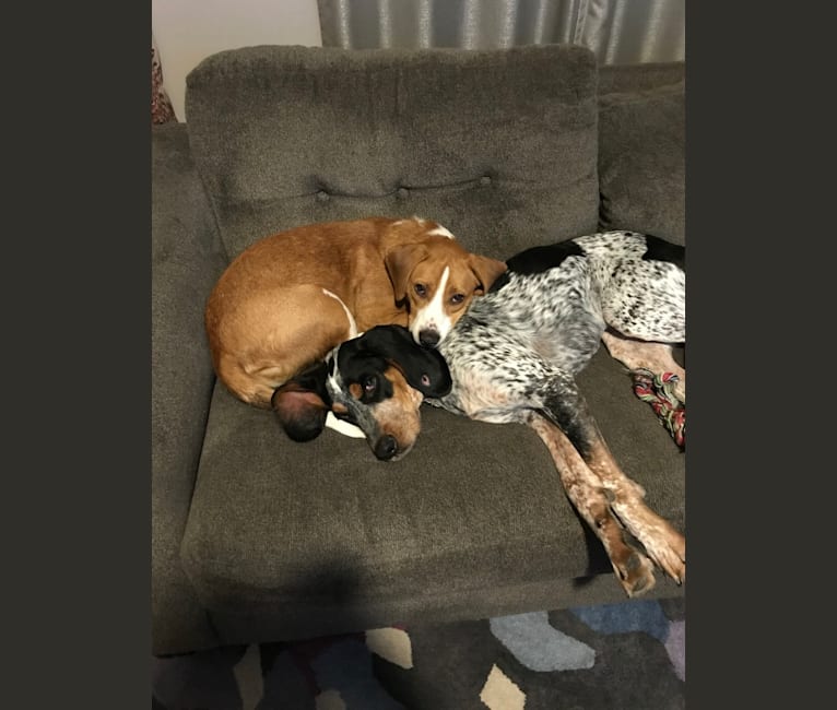 Peyton, a Beagle and Rat Terrier mix tested with EmbarkVet.com