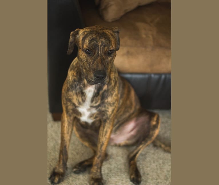 Hank, an American Pit Bull Terrier and Golden Retriever mix tested with EmbarkVet.com