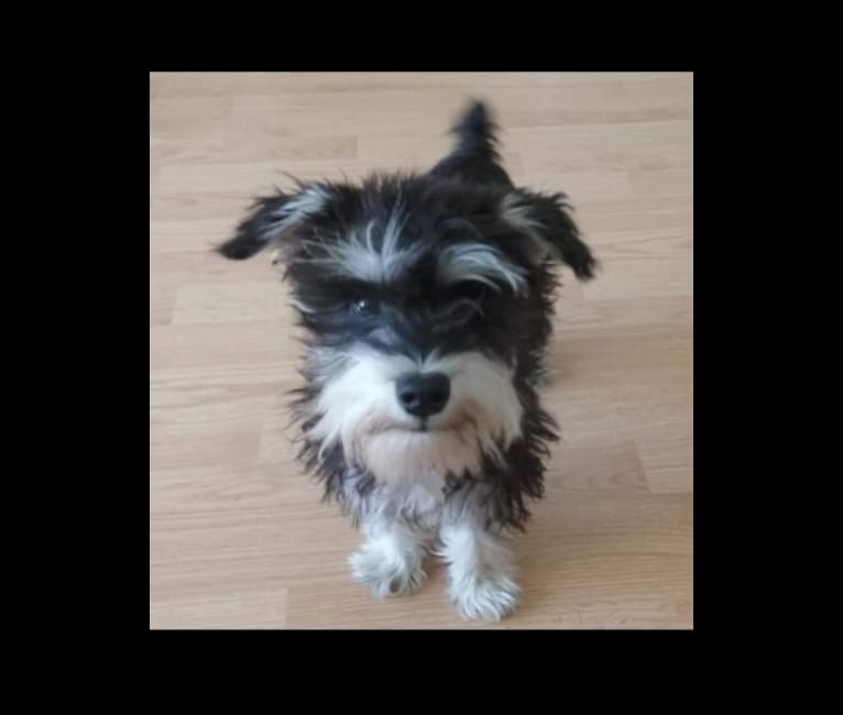 Orton noble schnauzers new arrivals