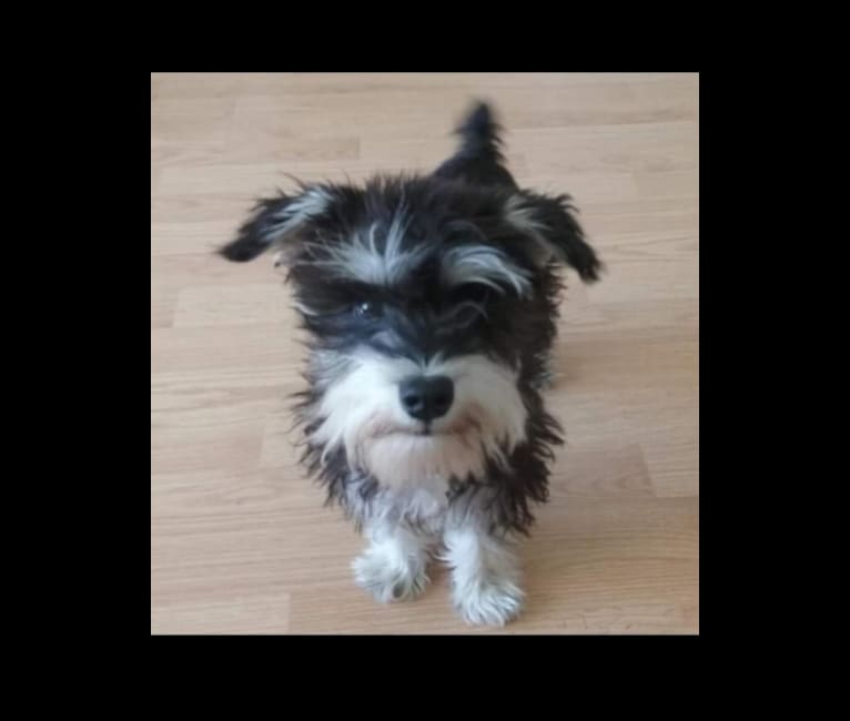 Sawyer, a Miniature Schnauzer tested with EmbarkVet.com