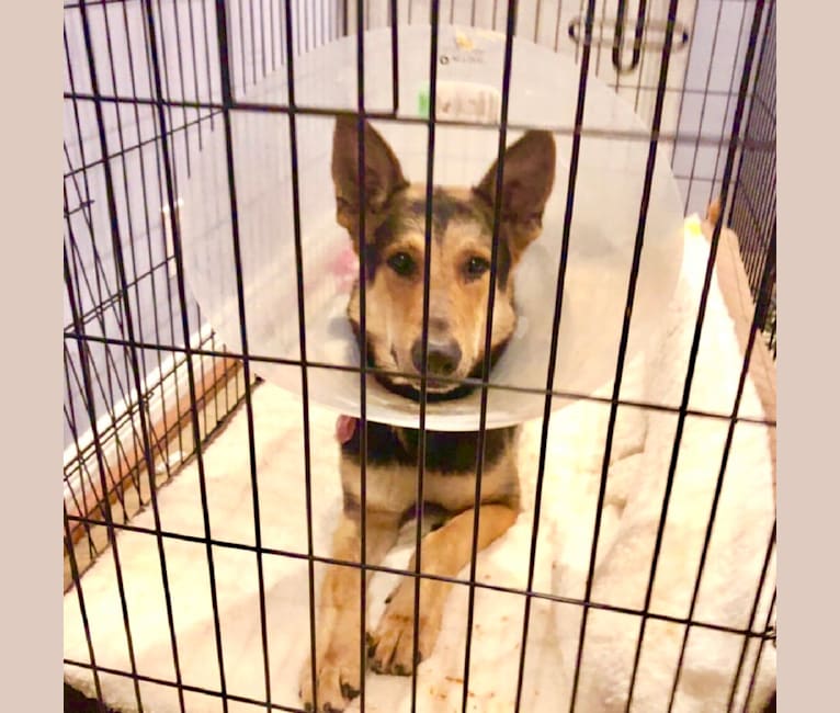 Henry, a German Shepherd Dog tested with EmbarkVet.com