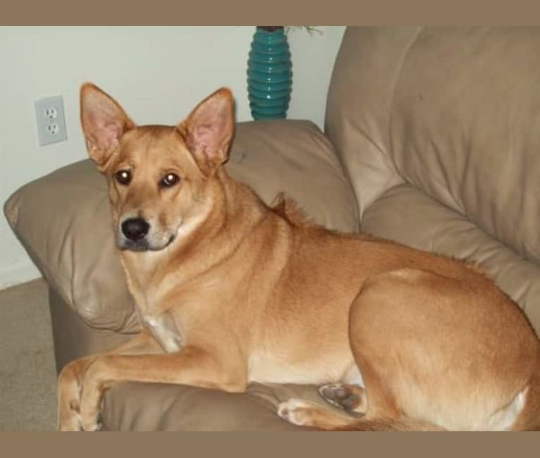 Embark Dog DNA Test Breed