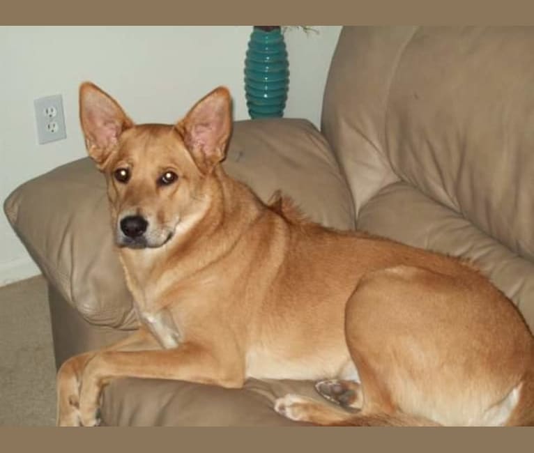 Wiley, a Chow Chow and German Shepherd Dog mix tested with EmbarkVet.com