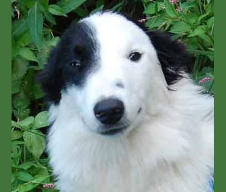 Mikey, a Border Collie and Australian Cattle Dog mix tested with EmbarkVet.com