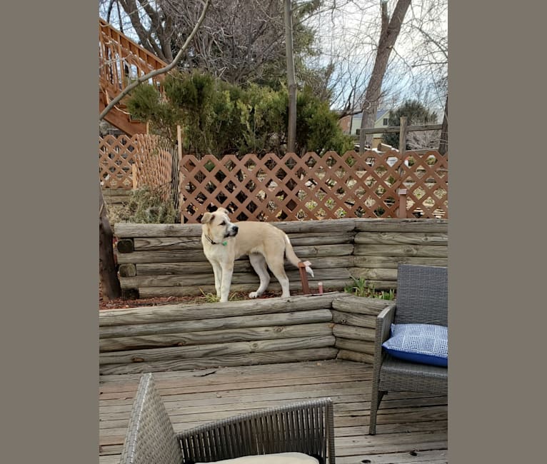 Wyatt "Murderbot" Wolf-Hauser, a Great Pyrenees and Anatolian Shepherd Dog mix tested with EmbarkVet.com