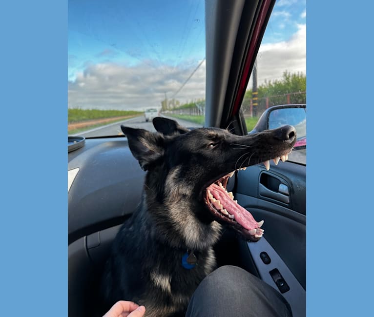 Pyro, a German Shepherd Dog (6.9% unresolved) tested with EmbarkVet.com