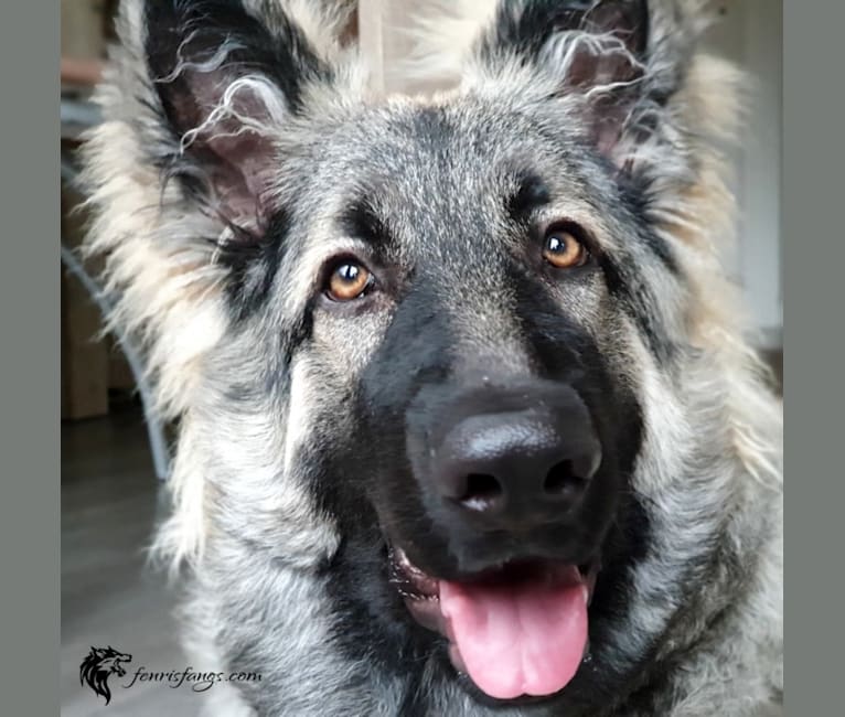 GEMMA, a German Shepherd Dog tested with EmbarkVet.com