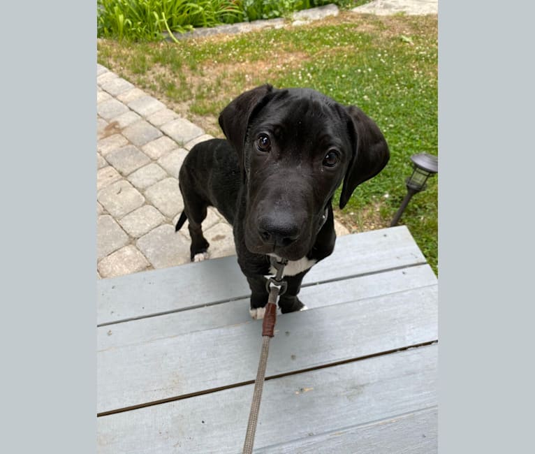 Catahoula leopard great dane mix shop