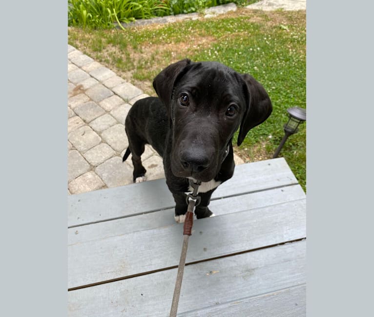 Beau, a Catahoula Leopard Dog and Great Dane mix tested with EmbarkVet.com