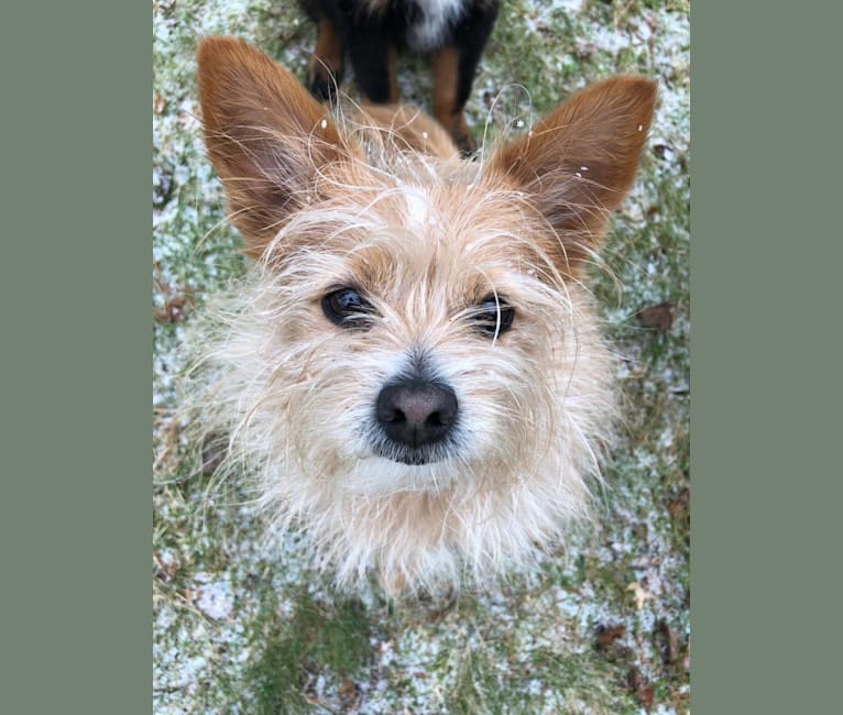 Burt, a Yorkshire Terrier and Pomeranian mix tested with EmbarkVet.com