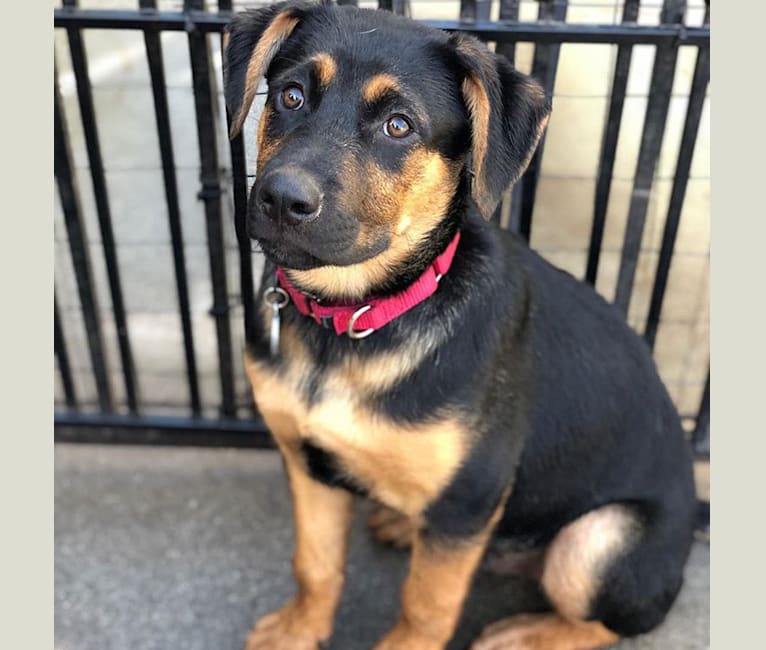 Photo of Lancelot, a Rottweiler and German Shepherd Dog mix in Humane Society Silicon Valley, Ames Avenue, Milpitas, CA, USA