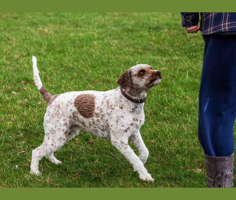 Photo of Bruno, a Lagotto Romagnolo  in Middle Kingdom Farm, Ontario 7A, Bethany, ON, Canada