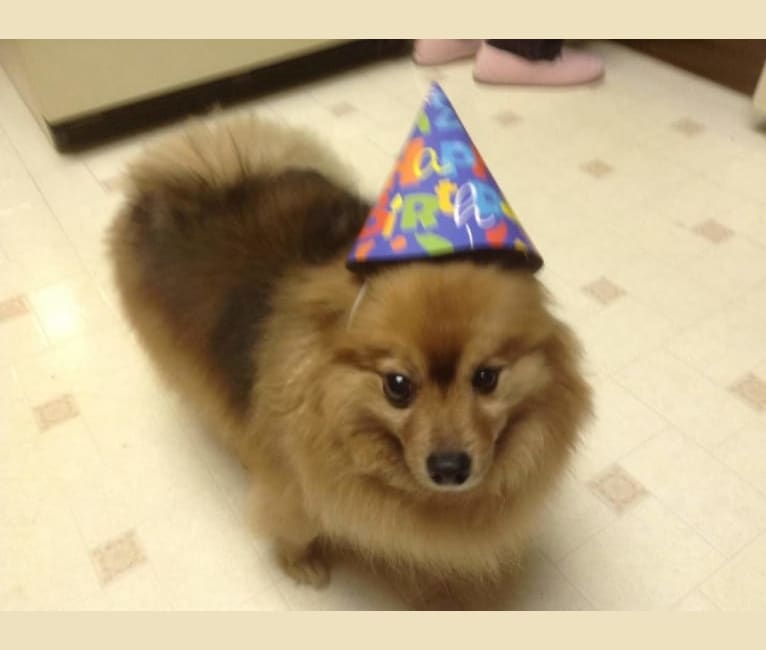 Zeke, a Pomeranian tested with EmbarkVet.com