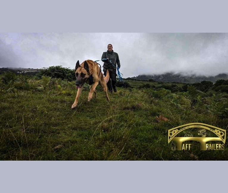 Goldmali quicksilver "zeke", a Belgian Shepherd tested with EmbarkVet.com
