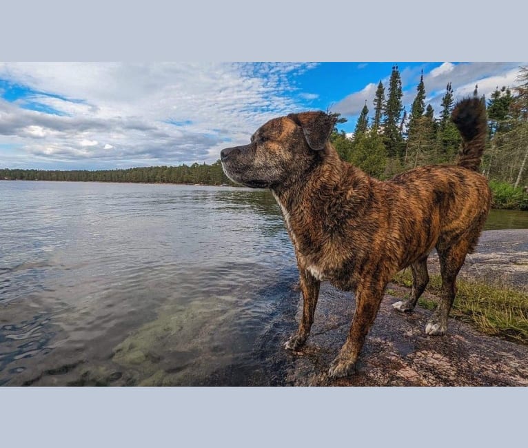 Photo of Bear, a Rottweiler, American Pit Bull Terrier, and German Shepherd Dog mix in British Columbia, Canada