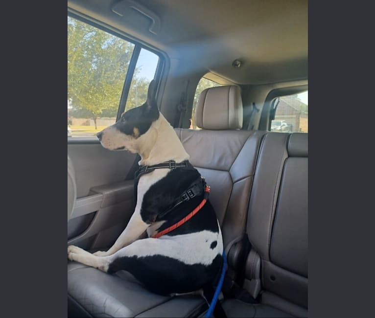 Carlos, a Bull Terrier and American Pit Bull Terrier mix tested with EmbarkVet.com