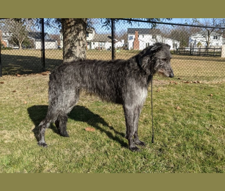 Dhu Mohr Houndstooth Zenith at Clythquin, a Scottish Deerhound tested with EmbarkVet.com