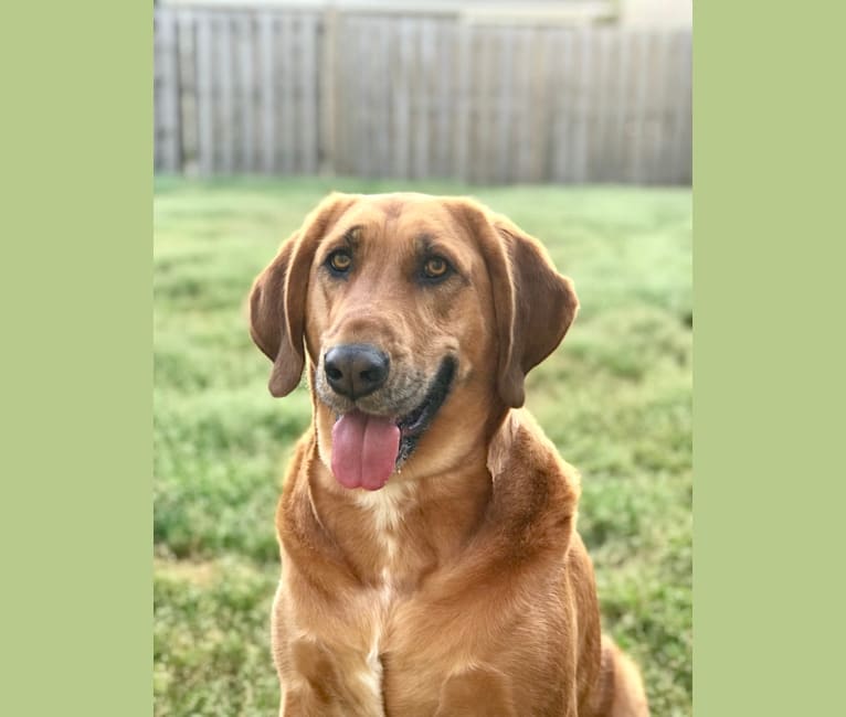 Cane corso clearance bloodhound mix