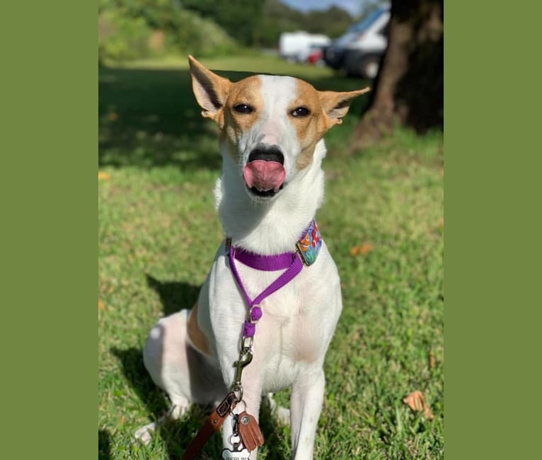 Banbury Cross Berlin, a Carolina Dog tested with EmbarkVet.com