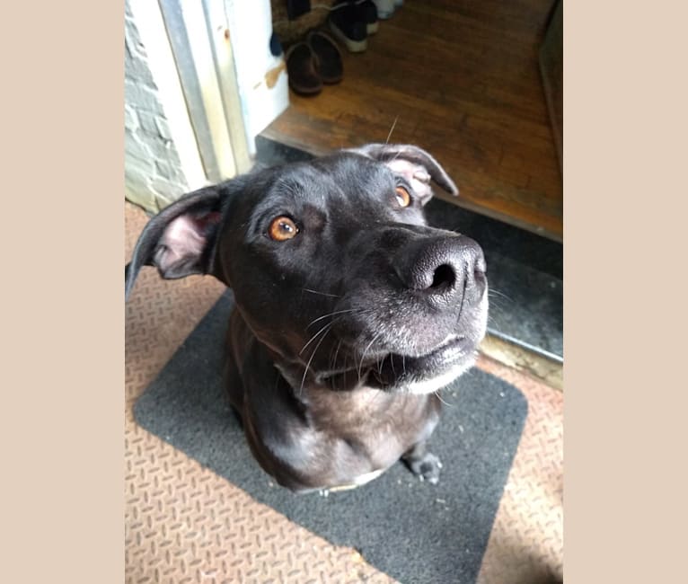 Photo of Zero, a Boxer, Labrador Retriever, American Bulldog, Chow Chow, American Staffordshire Terrier, and Mixed mix in Columbia, South Carolina, USA