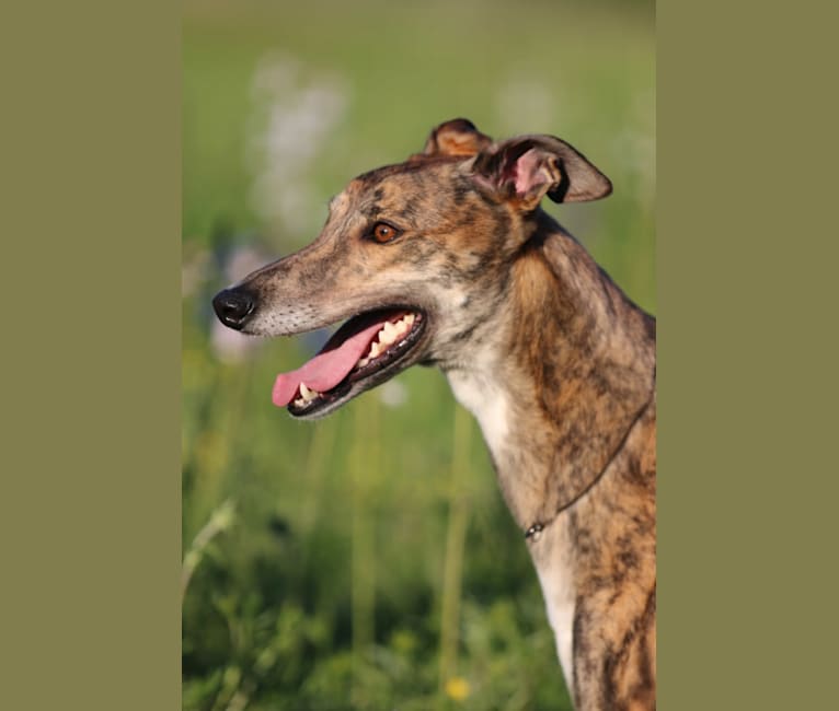 Photo of Sunny, a Greyhound  in Oak Grove, MO, USA