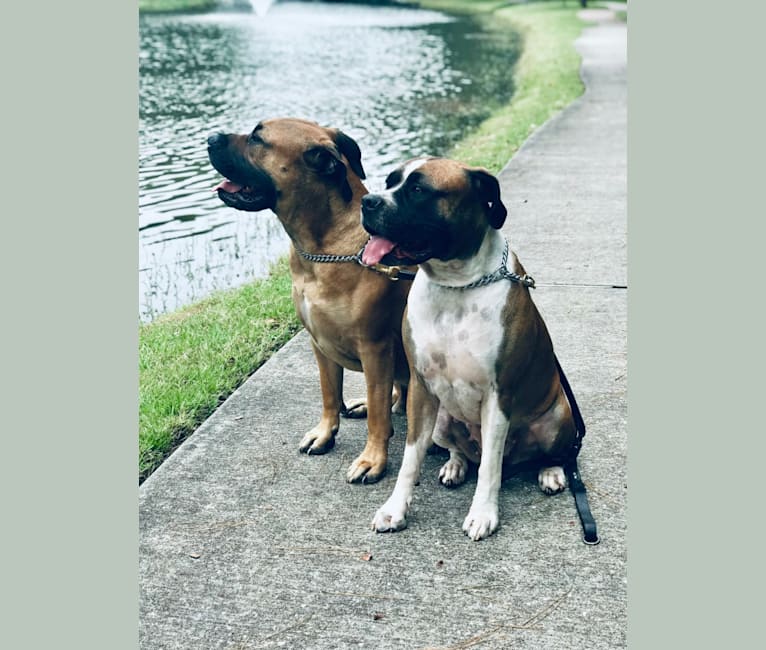Photo of Ziva, a Boerboel  in Cleveland, TX, USA