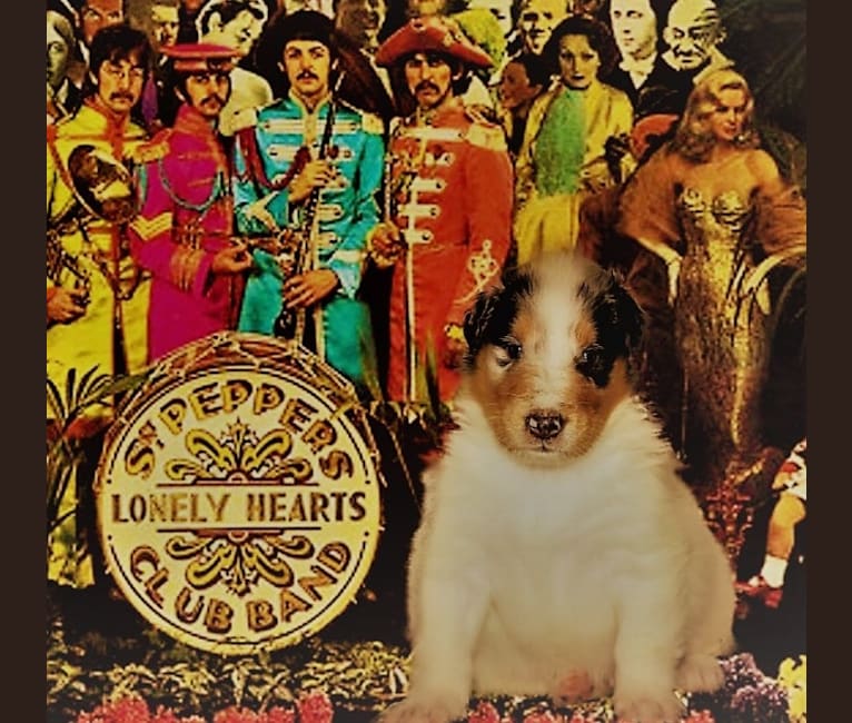 Harlequin Sgt. Pepper, a Collie tested with EmbarkVet.com