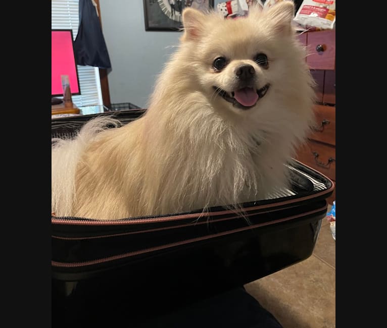 Koda, a Pomeranian tested with EmbarkVet.com