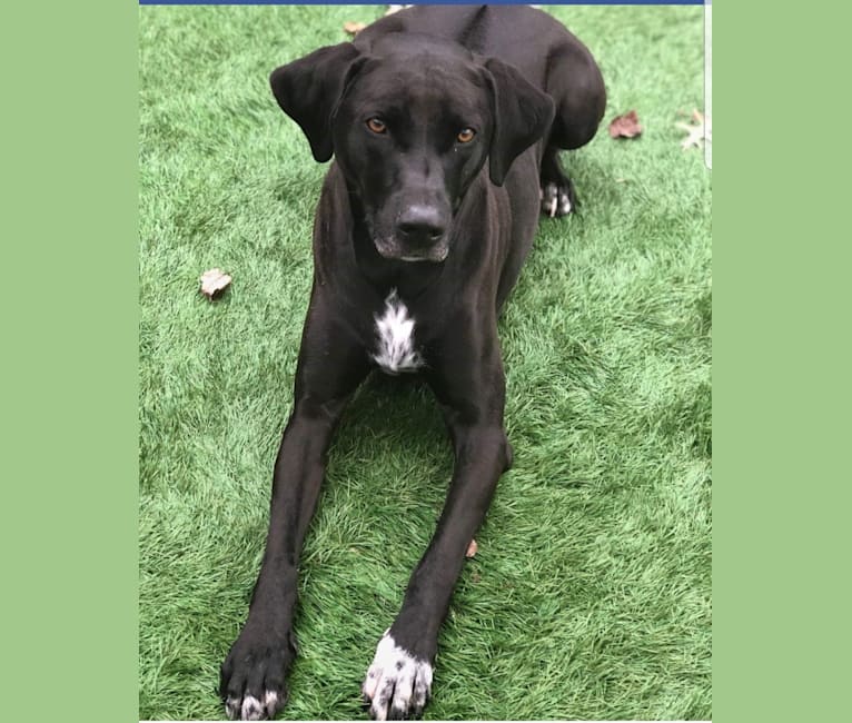 rhodesian ridgeback catahoula mix