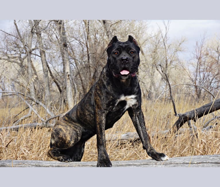Embark Dog DNA Test Breed
