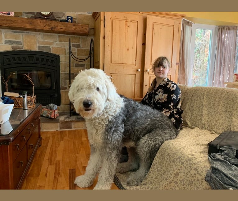 Levy, an Old English Sheepdog tested with EmbarkVet.com