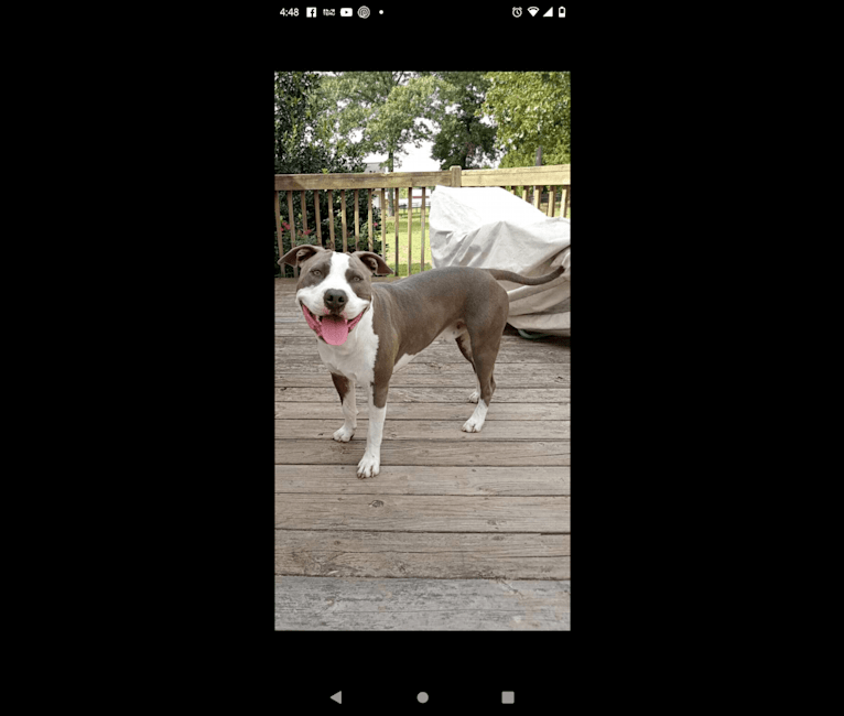 "X" (Dmx), an American Pit Bull Terrier tested with EmbarkVet.com