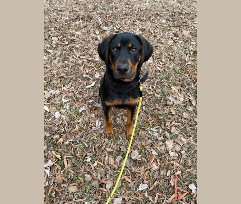 Rottweiler coonhound 2025