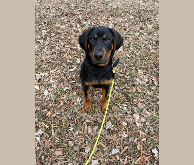 Tucker, a Rottweiler and Black and Tan Coonhound mix tested with EmbarkVet.com