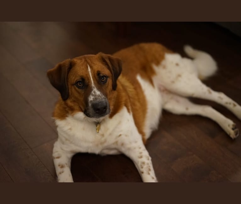 Stubbs, a Saint Bernard and German Shepherd Dog mix tested with EmbarkVet.com