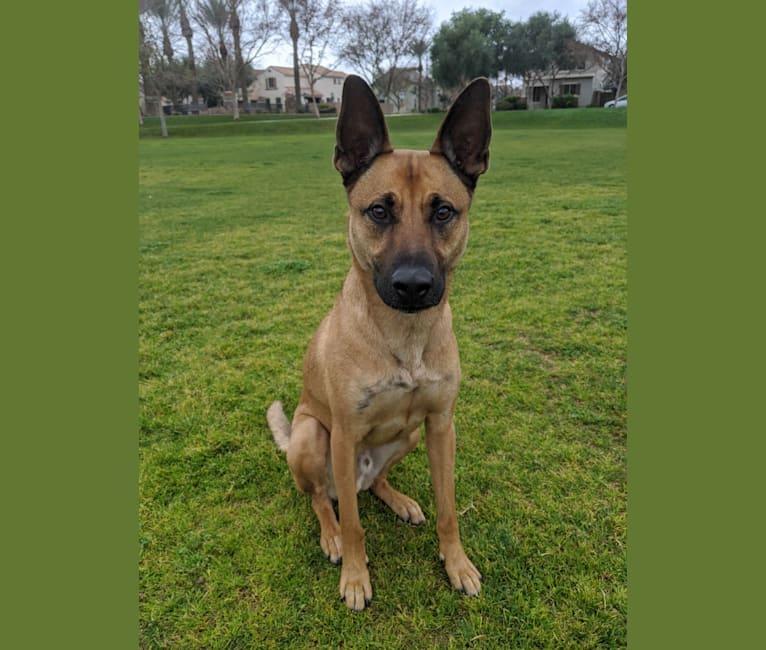 Enzo, a German Shepherd Dog and American Pit Bull Terrier mix tested with EmbarkVet.com