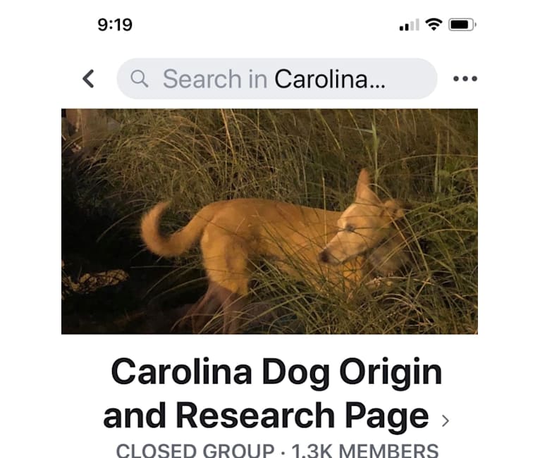 Lacey, a Carolina Dog tested with EmbarkVet.com