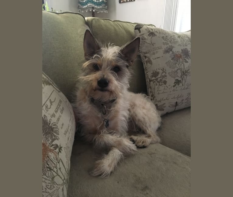 Blue heeler miniature schnauzer mix online