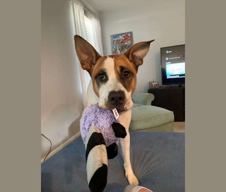Embark Dog Dna Test Breed